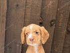 Puppy