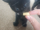 kitten