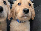 Puppy