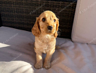 puppy