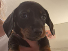 puppy