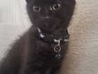 Kitten