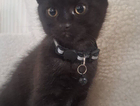 kitten