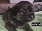 puppy  white collar...