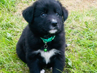 puppy