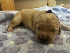 puppy