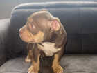 Puppy