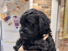 puppy