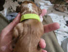Puppy