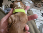 puppy