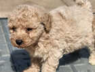 Puppy