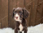 Puppy