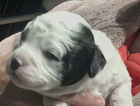 puppy