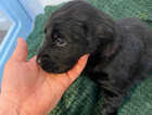 Puppy