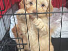 Puppy
