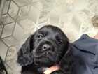 Puppy