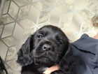 puppy