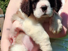 puppy  sisu