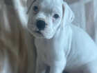 Puppy
