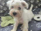 Puppy