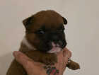Puppy