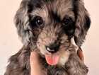 Puppy