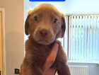 Puppy