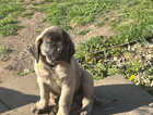 Puppy