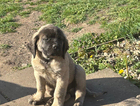 puppy