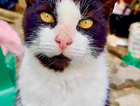 Missing Cat, Axel !!