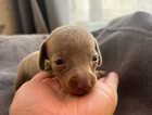 Puppy