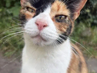 Missing cat in paradwys / anglesey