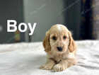 Puppy