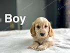 puppy