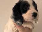 Puppy