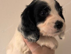 puppy