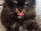 Pomeranian puppy