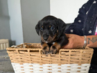 puppy