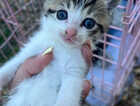 Kitten