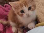 Kitten