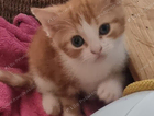 kitten