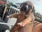 puppy