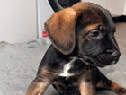 puppy