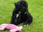 puppy