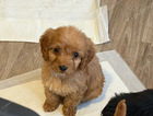 puppy