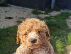 puppy