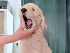 puppy