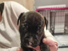Puppy