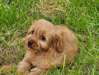 puppy