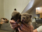puppy